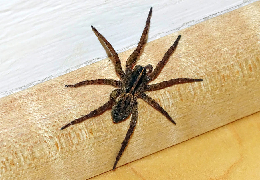 House Wolf Spiders: Identification, Behavior, and Control