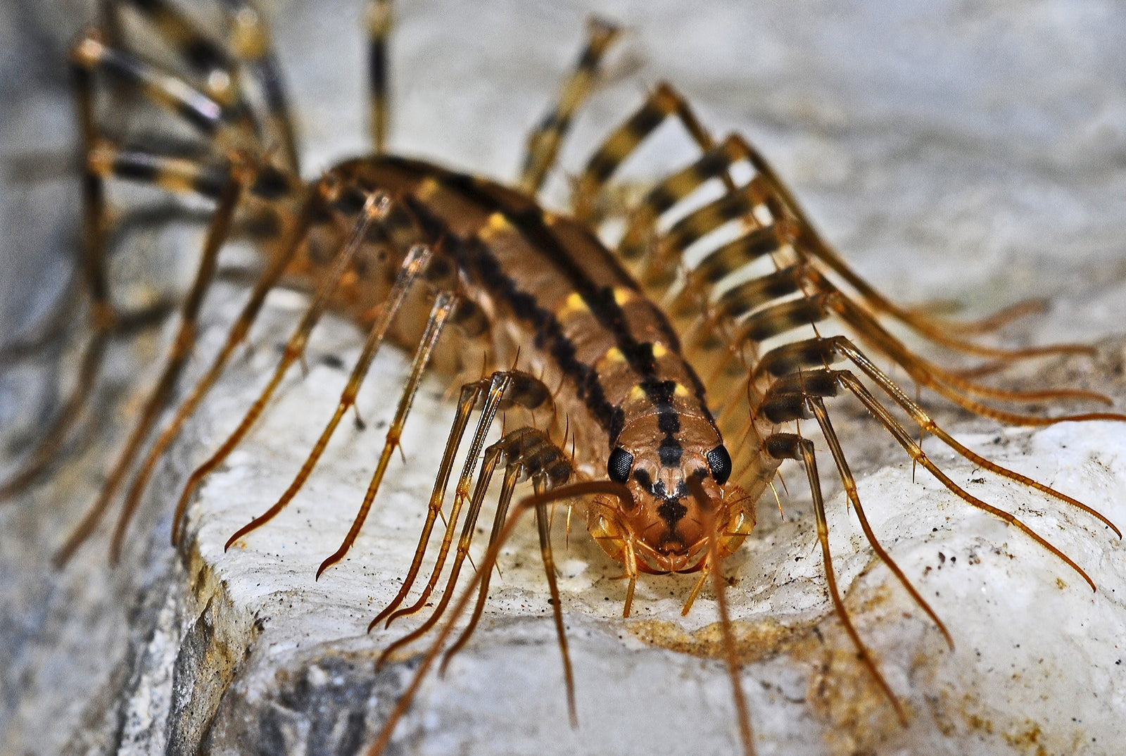 House Centipede: The Beneficial Pest Control Ally in Your Home