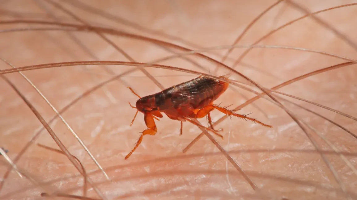 The Ultimate Guide to Dealing with Fleas in Your House