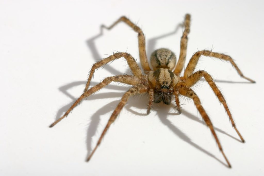 The Brown House Spider: Identification, Behavior, and Management