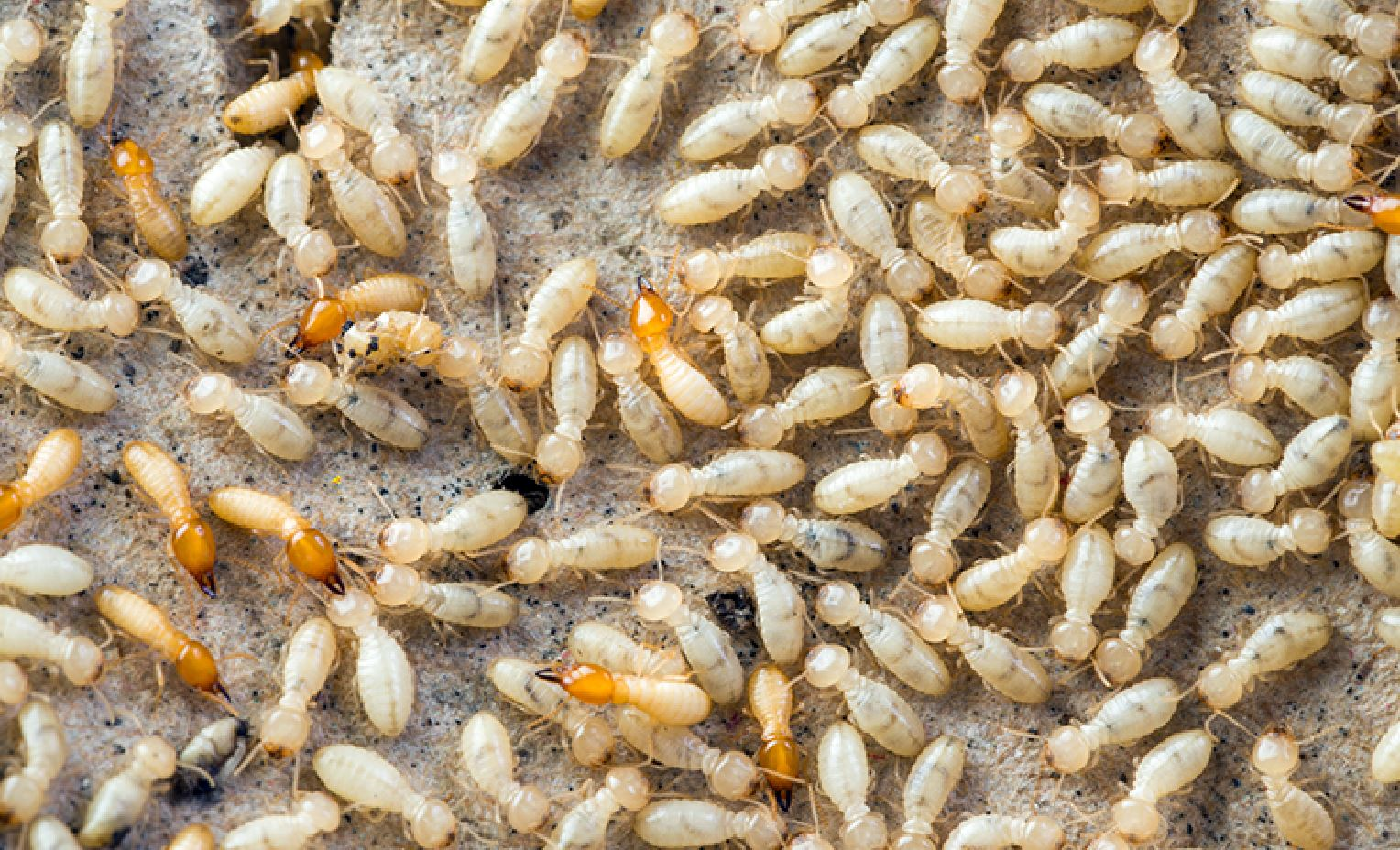Termites in House: Signs, Prevention, and Treatment