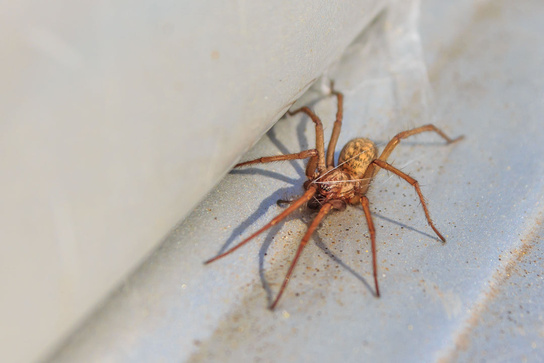 House Spiders: Identification, Habits, and Effective Prevention Tips