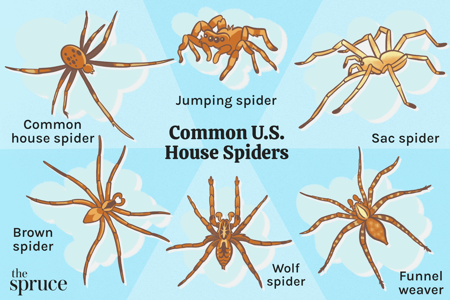 House Spider: Understanding and Coexisting with Our Eight-Legged Roommates