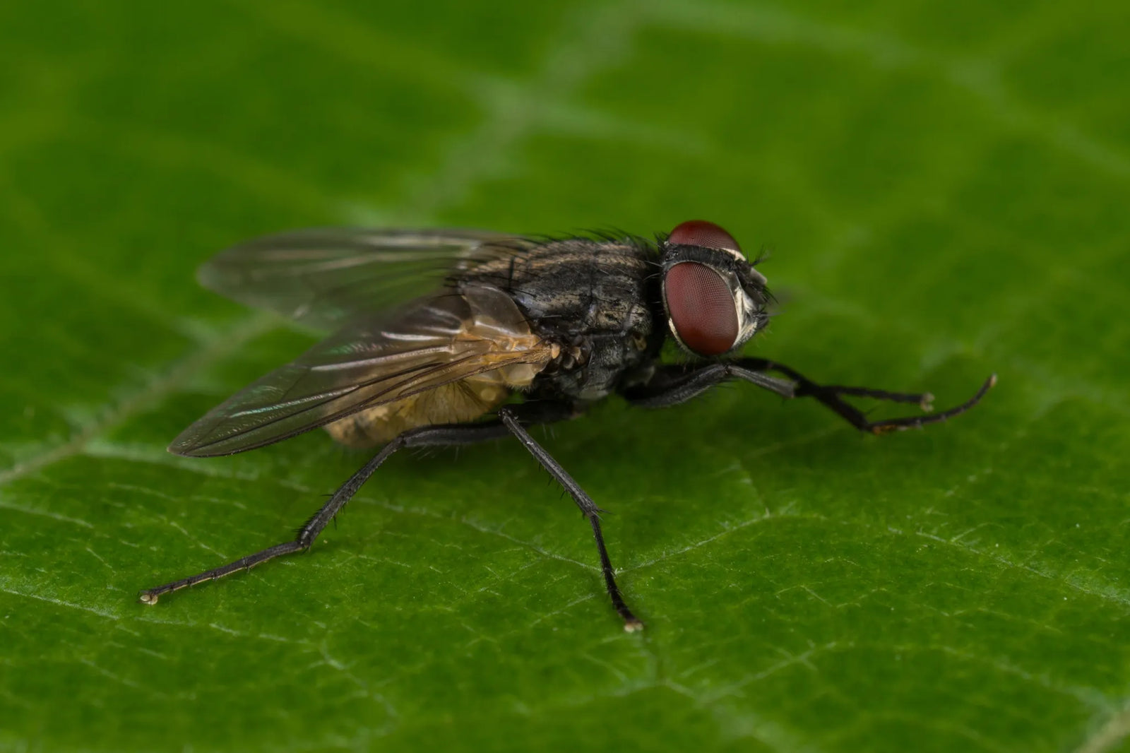 Unveiling the World of the House Fly: A Tiny Insect with a Big Impact